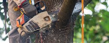 Best Tree Trimming and Pruning  in Parker, AZ